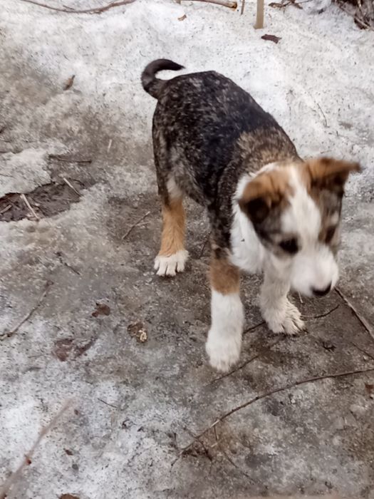 Отлам щенка в добрые руки