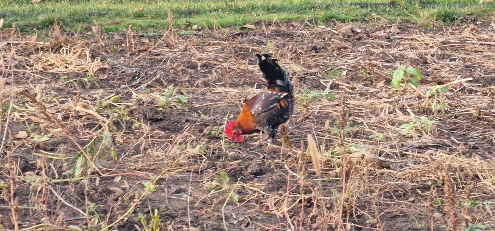 Vand cocosi americani