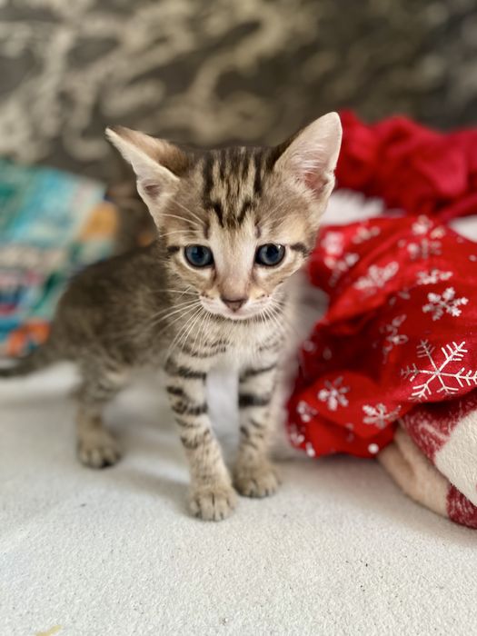 Продам котят 1,5 мес.