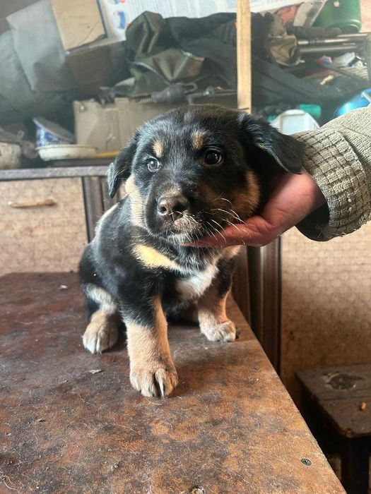 Щенки в хорошие руки