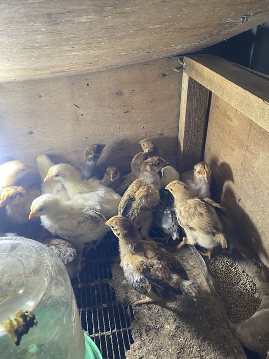 Балапандар кучин адлер