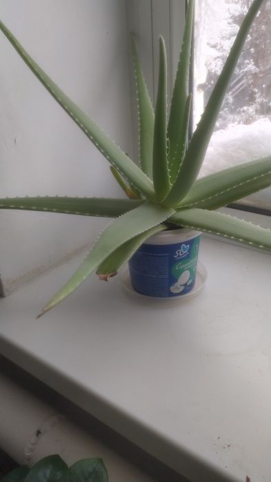 Лечебный цветок Алоэ