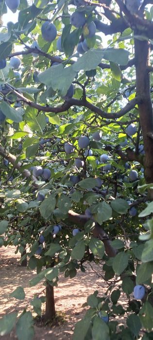 Prune sanatoase si curate din livada proprie în Curtici