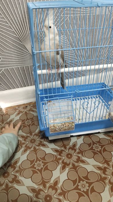 Попугай карелла toʻtiqush qafasi bilan sotiladi