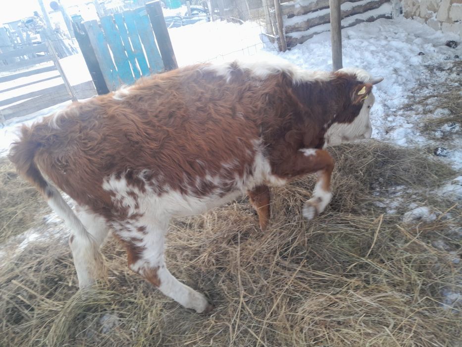 Тайынша сатамммм