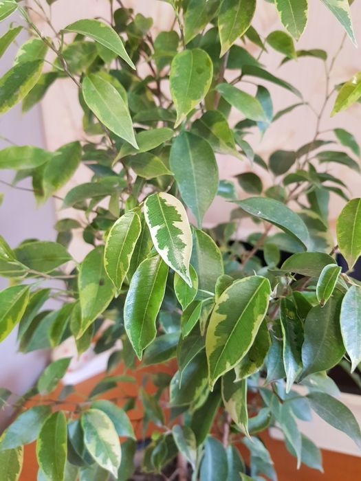 Продам фикус бенджамин