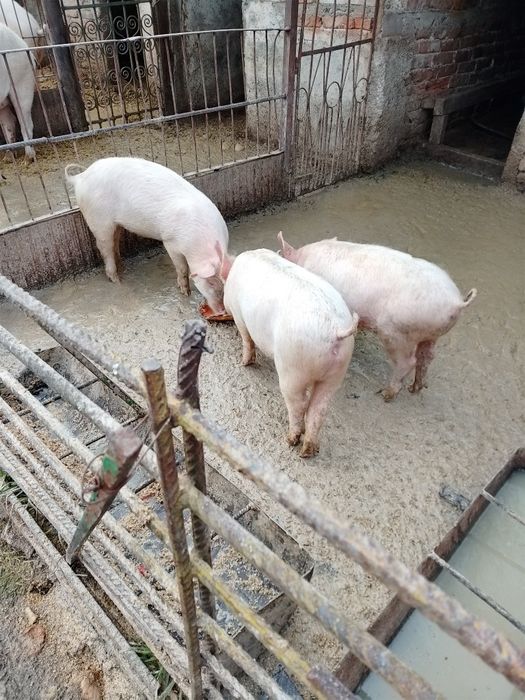 Продавам малки прасенца   . 1. Женско и едно мъж по 100 евро.