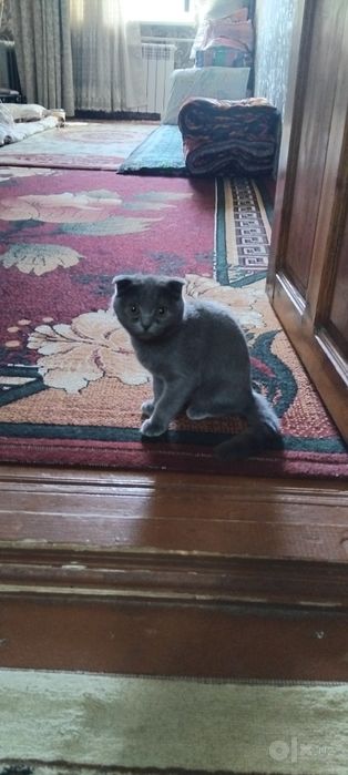 Продаю Котёнка ей 4месяца.