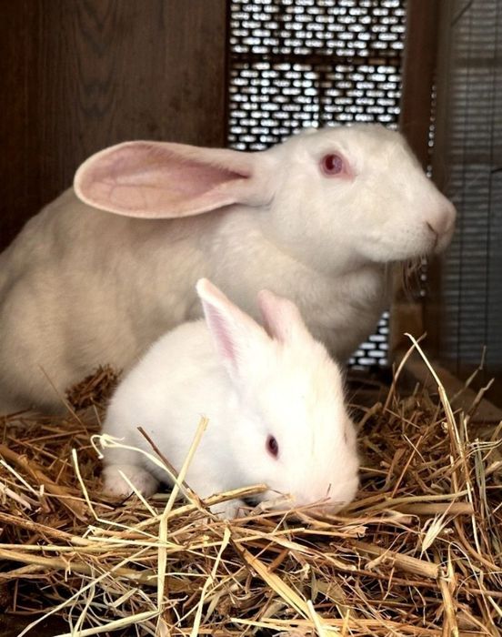 Quyon Bollari zoti Hikol-flandir