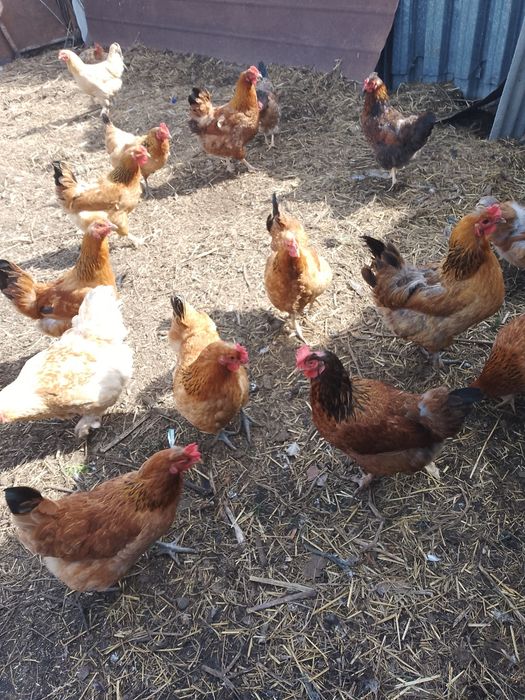 Продам домашних кур