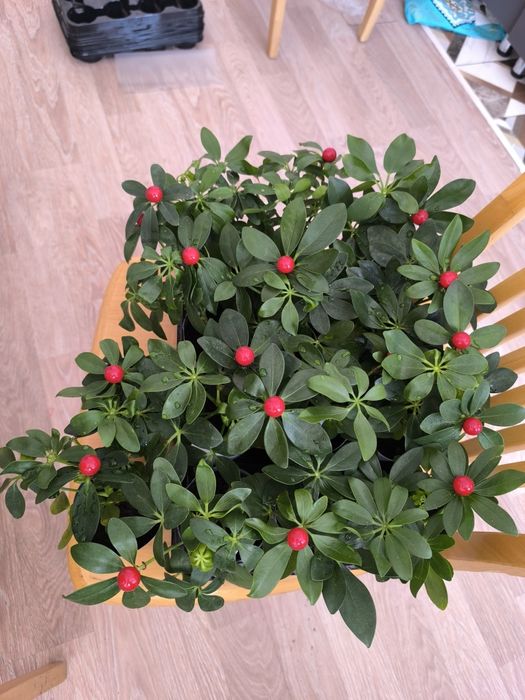 Цветы на тойбастар