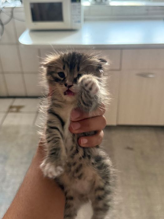 Продам котенка, вислоухий