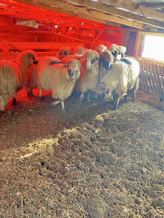 Oi de vânzare(10 buc.)