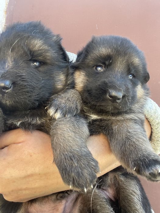 Щенки немецкой овчарки
