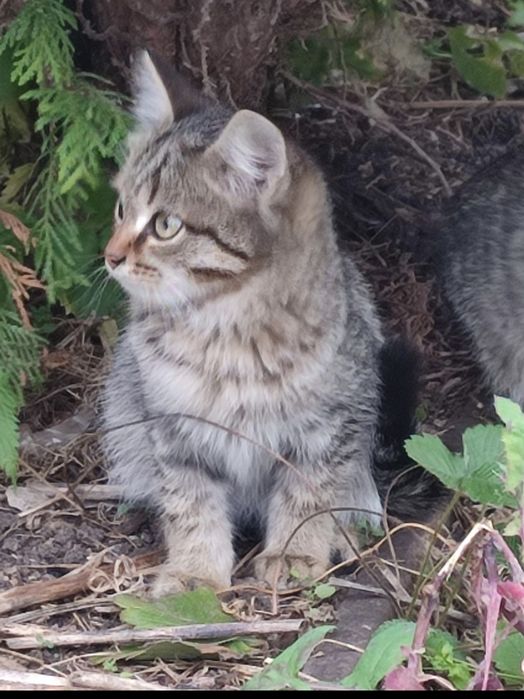 Котят бесплатно .