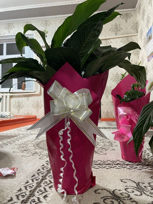 Комнатные цветы 8000тг