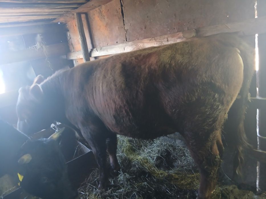 Бычки . Год три месяца