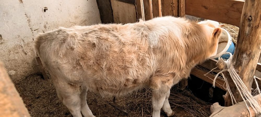 Еркек бұзау бычок