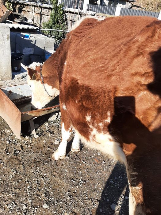 Juninca Bălțată Românească