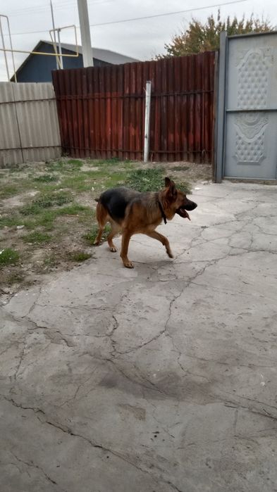 Омен овчарка немецкий породы