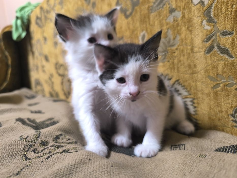 Котята , отдам в добрые руки