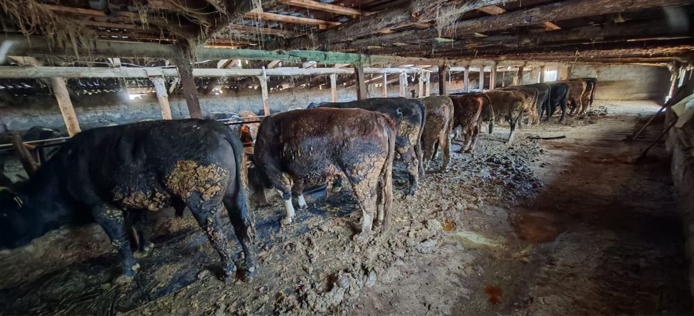 Бұқалар сатылады (2-2,5 жас) стояк быки