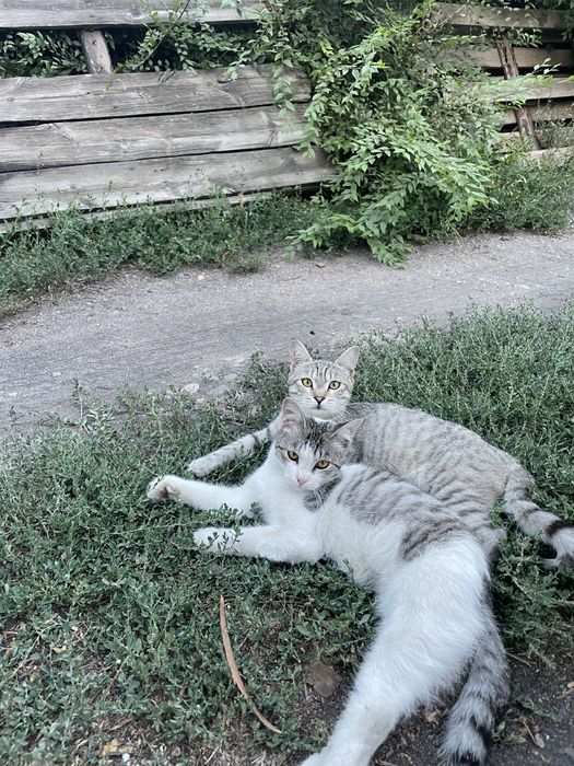 Отлам котят в добрые руки