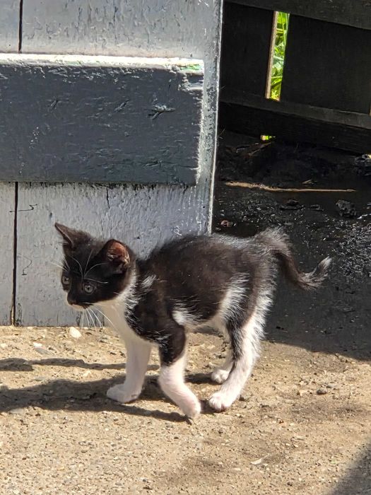 Ofer spre adoptie pui de pisică