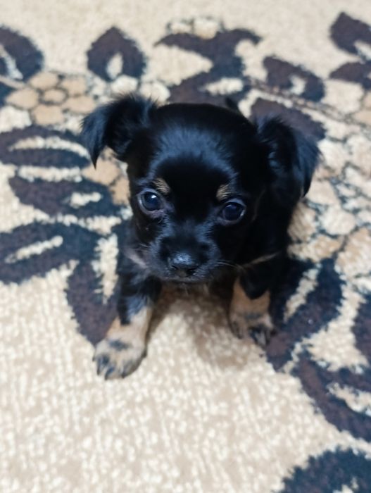 Русский Той терьер