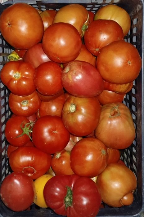 Продам помидоры домашние