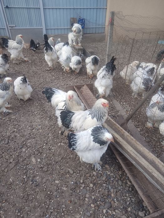 Ouă de găini brahma herminat deschis