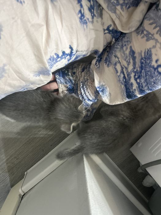 милые котята 1 месяц