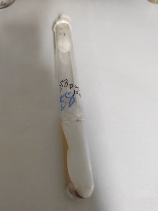 Грибница грибов маточная