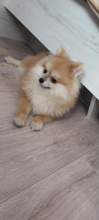 Продам помиранского шпица