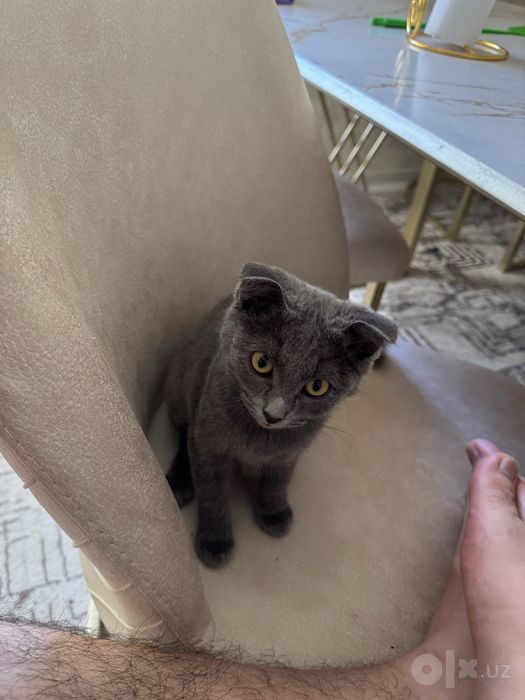 Scotish fold parodasi qiz bolasi