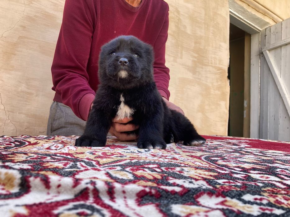 Щенок ( туркменского Алабая ) чистокровный