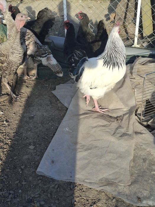 Cocosi susex si australorp