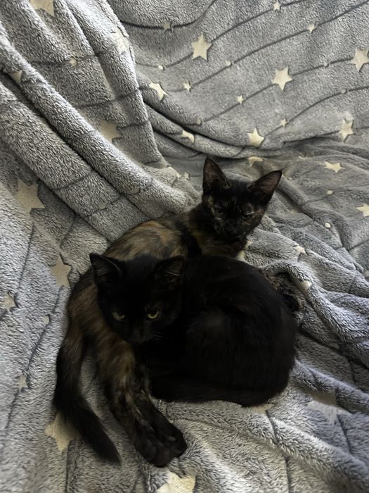 Котята в ответственные руки.