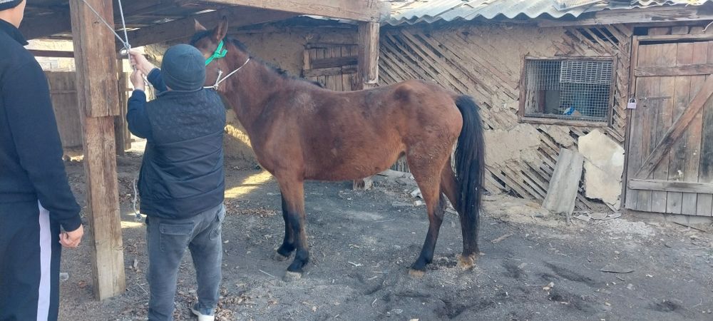 Саудасы бар келіп көріңіздер