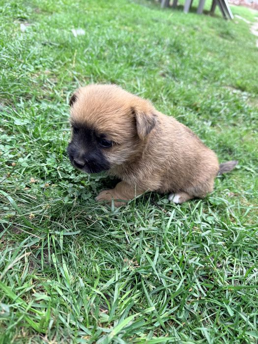 Caței spre adopție