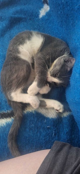Caut adoptie pentru o pisica.