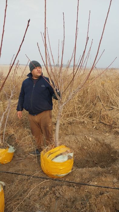 Мевали катта дарат кучатлар ишонарли сортлар сотувда