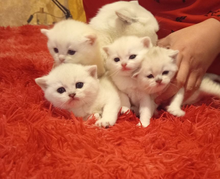 Продаются котята породы серебристые шиншилла