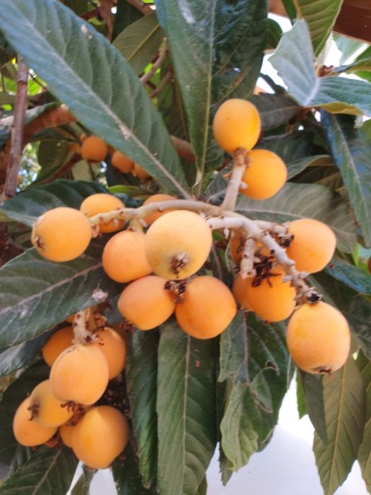 Японска мушмула - фиданки