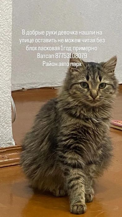 Отдадим в добрые руки