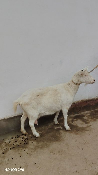 Zanen echkilar sotiladi