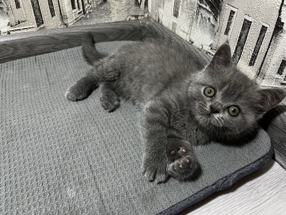 Котята голубые британские