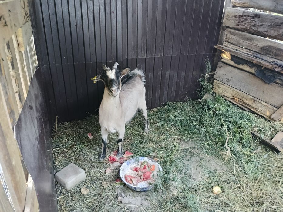 Продается  Коза Коза