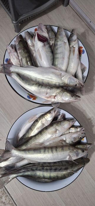 Судак сатылады..