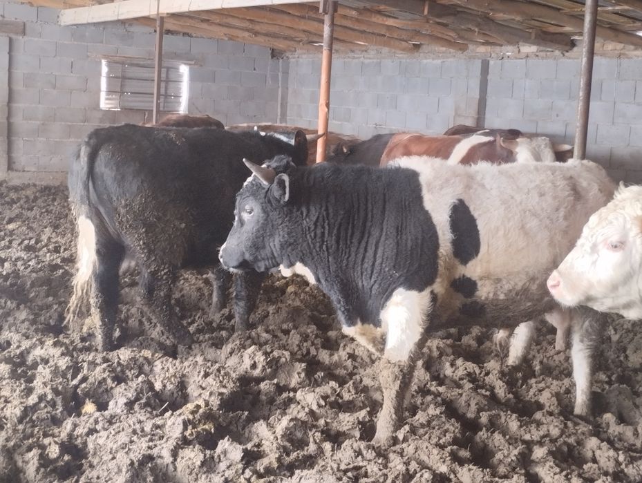 Продаю 9 быков оптом